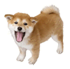 File:Brawl Sticker Shiba Inu (Nintendogs).png