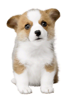 Brawl Sticker Welsh Corgi (Nintendogs).png