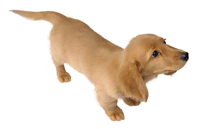 File:Brawl Sticker Miniature Dachshund (Nintendogs).png