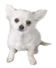 Brawl Sticker Chihuahua (Nintendogs).png
