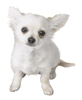 File:Brawl Sticker Chihuahua (Nintendogs).png