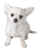 File:Brawl Sticker Chihuahua (Nintendogs).png