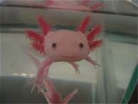 File:Axolotl.jpg