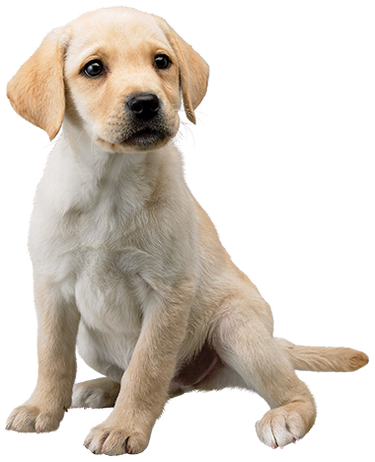 Nintendog - SmashWiki, the Super Smash Bros. wiki