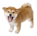 Brawl Sticker Shiba Inu (Nintendogs).png