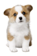 Brawl Sticker Welsh Corgi (Nintendogs).png