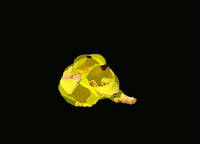 DonkeyKongFTiltUpSSBM.gif
