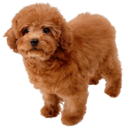 Nintendogs (universe) - SmashWiki, the Super Smash Bros. wiki