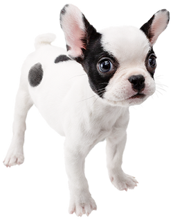 Bulldog_Nintendogs