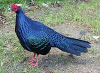 Vietnamese Pheasant.jpeg