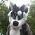 An icon of the Black Vulpine fursuit.
