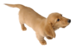 Brawl Sticker Miniature Dachshund (Nintendogs).png