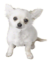 Brawl Sticker Chihuahua (Nintendogs).png