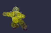 WolfJab1SSBB.gif